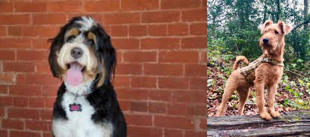 Irish Terrier vs Bernedoodle - Breed Comparison
