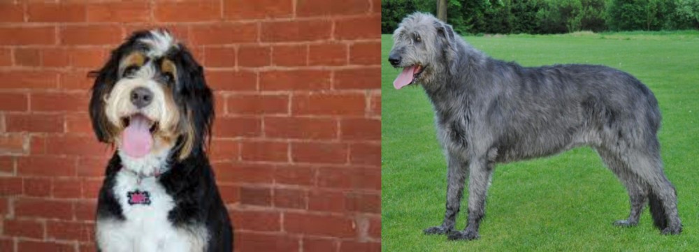 Irish Wolfhound vs Bernedoodle - Breed Comparison