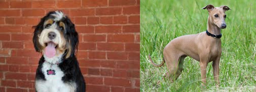 Italian Greyhound vs Bernedoodle - Breed Comparison