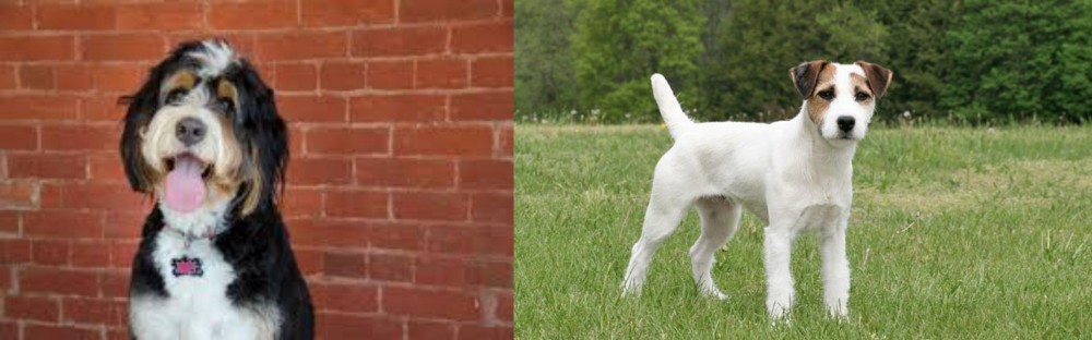 Jack Russell Terrier vs Bernedoodle - Breed Comparison