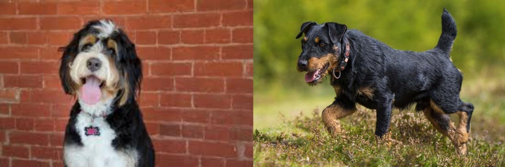 Jagdterrier vs Bernedoodle - Breed Comparison
