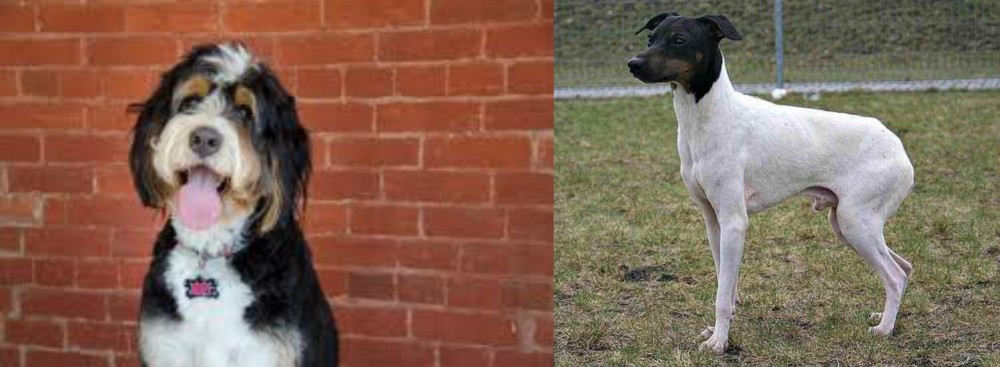 Japanese Terrier vs Bernedoodle - Breed Comparison