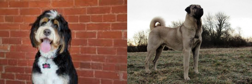 Kangal Dog vs Bernedoodle - Breed Comparison