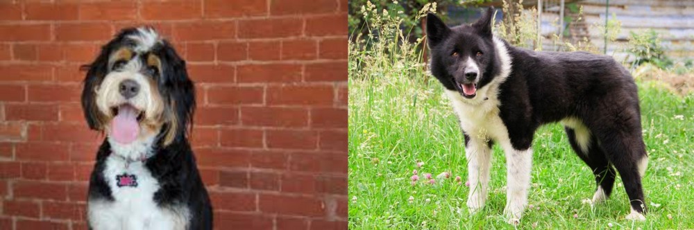 Karelian Bear Dog vs Bernedoodle - Breed Comparison