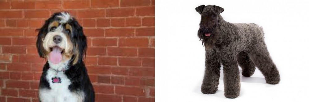 Kerry Blue Terrier vs Bernedoodle - Breed Comparison