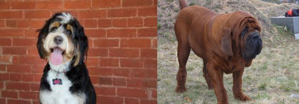 Korean Mastiff vs Bernedoodle - Breed Comparison