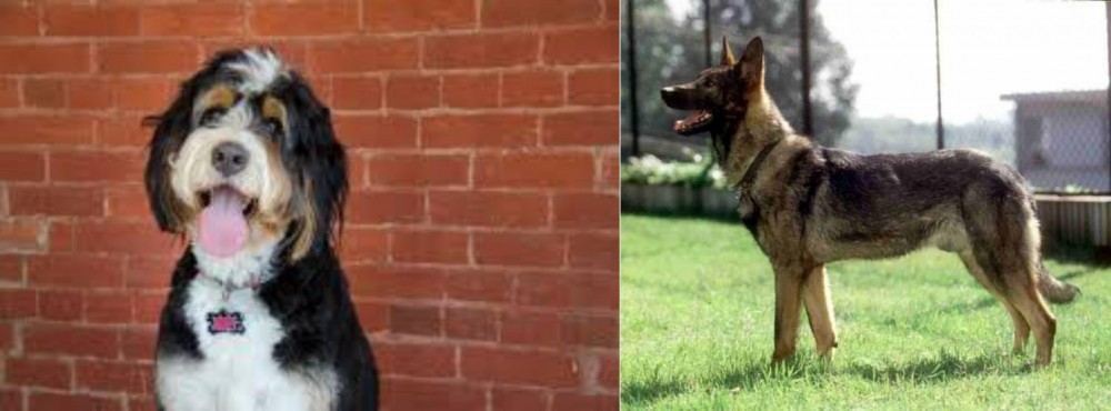 Kunming Dog vs Bernedoodle - Breed Comparison