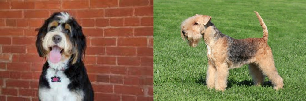 Lakeland Terrier vs Bernedoodle - Breed Comparison