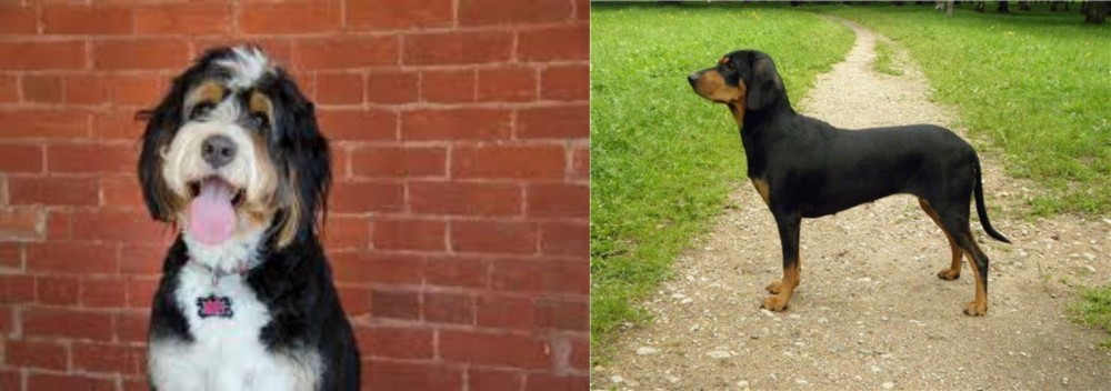 Latvian Hound vs Bernedoodle - Breed Comparison