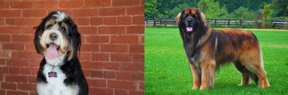 Leonberger vs Bernedoodle - Breed Comparison