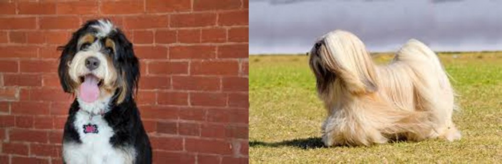 Lhasa Apso vs Bernedoodle - Breed Comparison