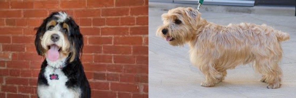 Lucas Terrier vs Bernedoodle - Breed Comparison
