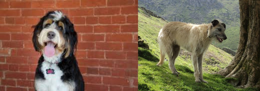 Lurcher vs Bernedoodle - Breed Comparison