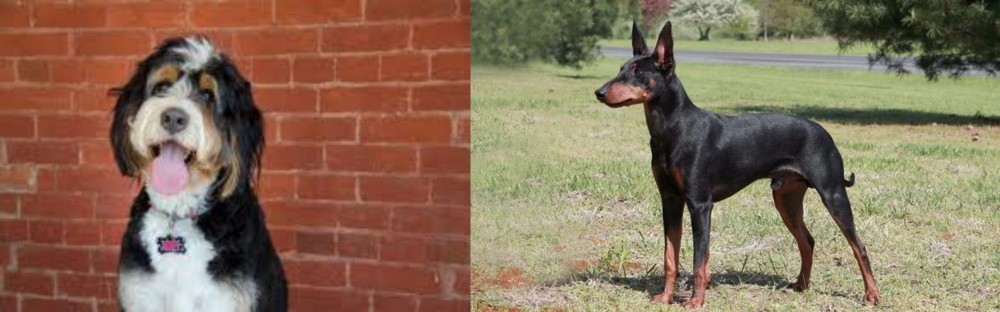 Manchester Terrier vs Bernedoodle - Breed Comparison