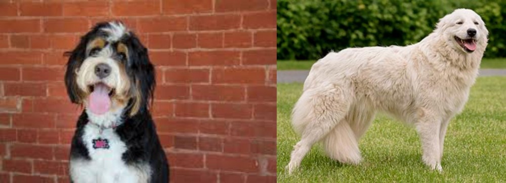 Maremma Sheepdog vs Bernedoodle - Breed Comparison
