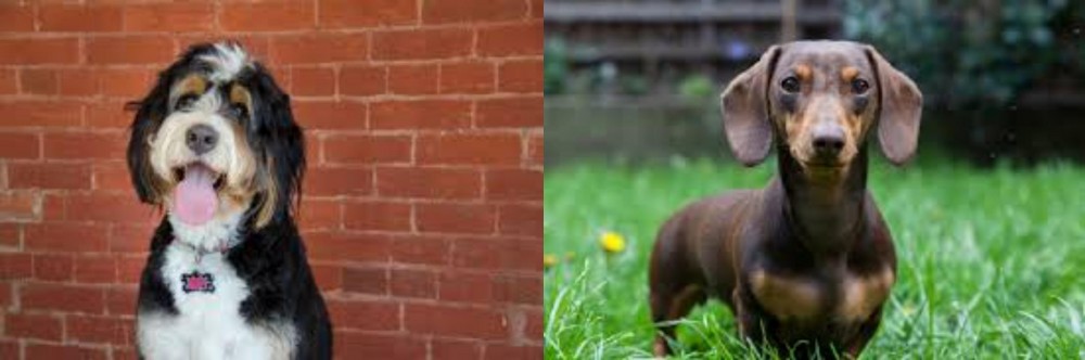 Miniature Dachshund vs Bernedoodle - Breed Comparison