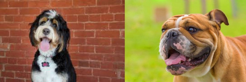 Miniature English Bulldog vs Bernedoodle - Breed Comparison