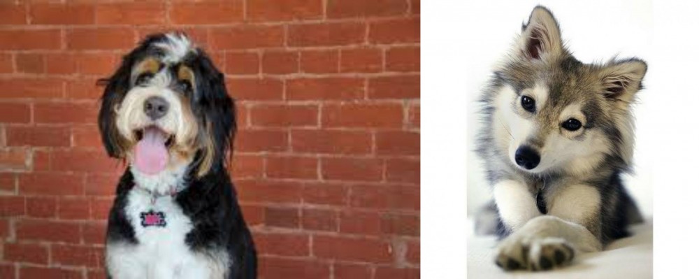 Miniature Siberian Husky vs Bernedoodle - Breed Comparison