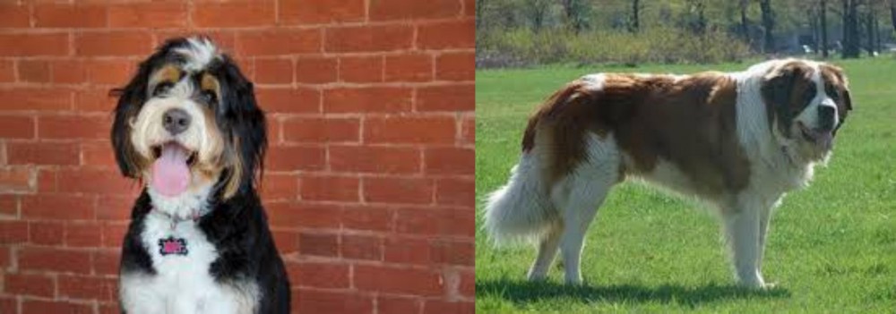 Moscow Watchdog vs Bernedoodle - Breed Comparison