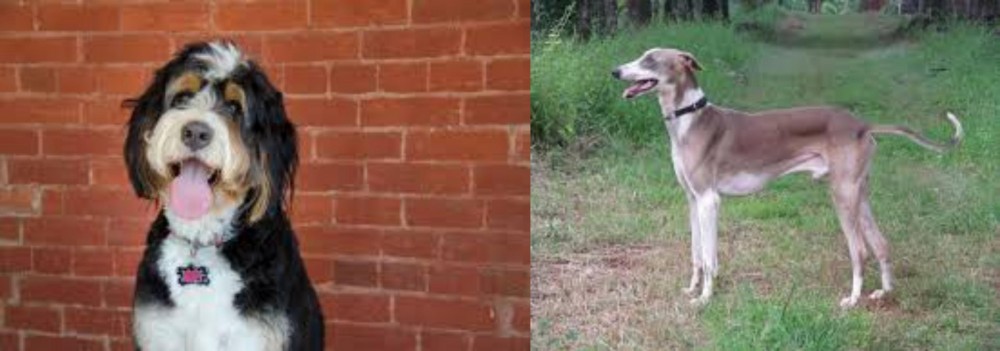 Mudhol Hound vs Bernedoodle - Breed Comparison