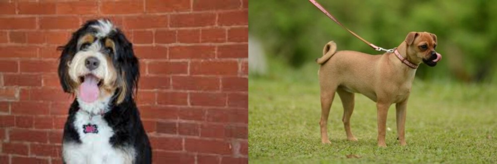 Muggin vs Bernedoodle - Breed Comparison