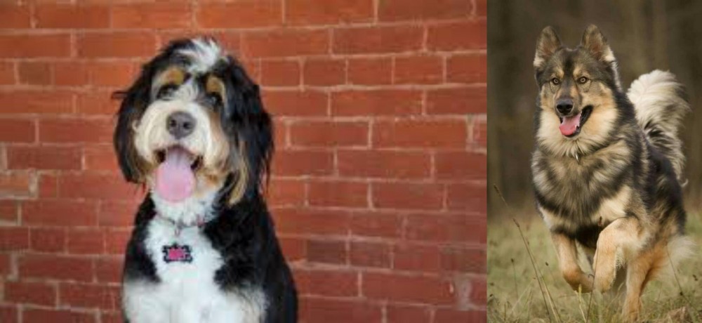 Native American Indian Dog vs Bernedoodle - Breed Comparison