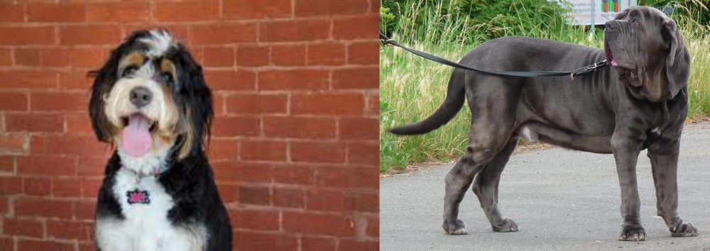 Neapolitan Mastiff vs Bernedoodle - Breed Comparison