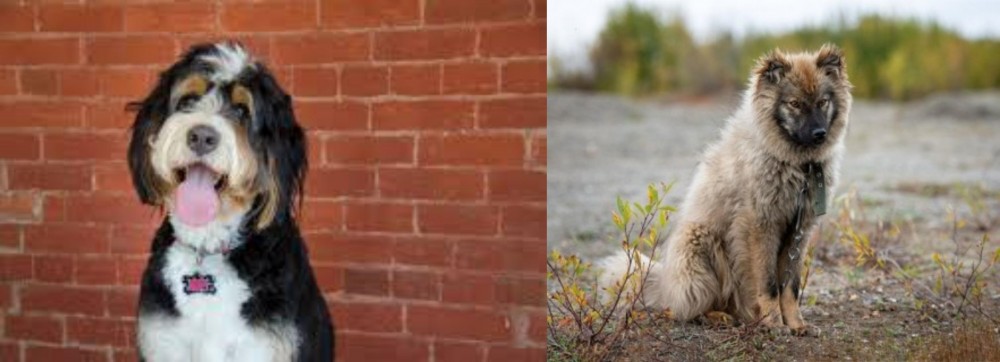 Nenets Herding Laika vs Bernedoodle - Breed Comparison