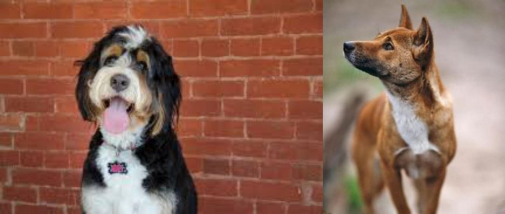 New Guinea Singing Dog vs Bernedoodle - Breed Comparison