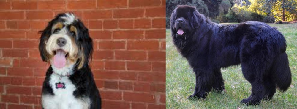 Newfoundland Dog vs Bernedoodle - Breed Comparison