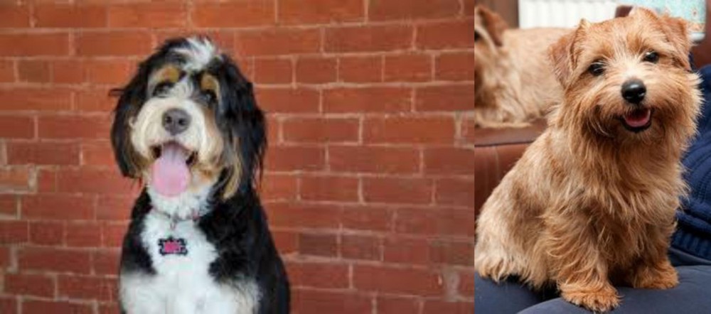 Norfolk Terrier vs Bernedoodle - Breed Comparison