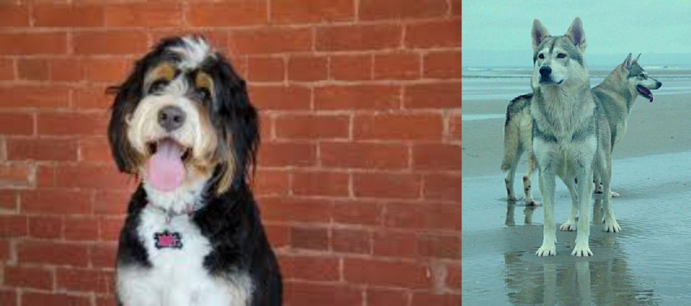 Northern Inuit Dog vs Bernedoodle - Breed Comparison