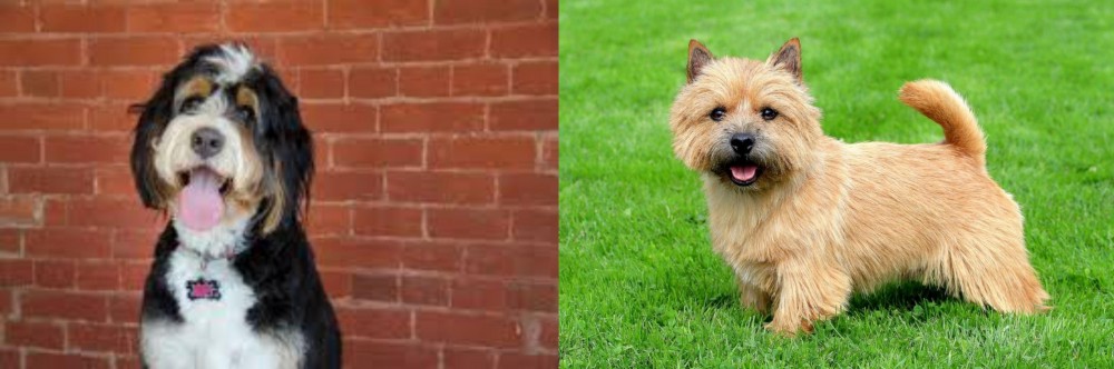 Norwich Terrier vs Bernedoodle - Breed Comparison