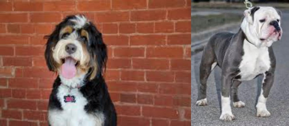 Old English Bulldog vs Bernedoodle - Breed Comparison