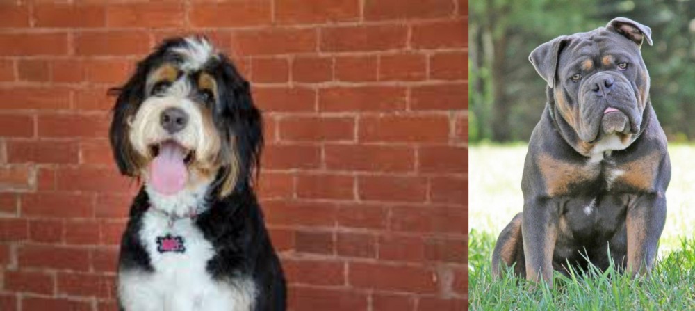 Olde English Bulldogge vs Bernedoodle - Breed Comparison