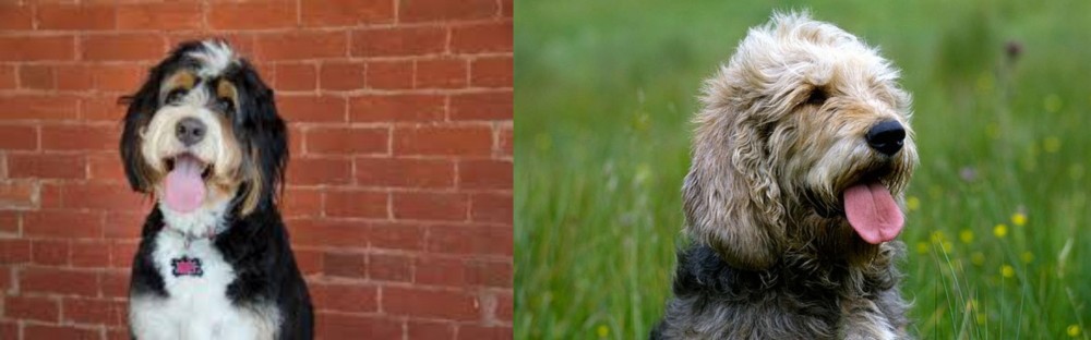 Otterhound vs Bernedoodle - Breed Comparison
