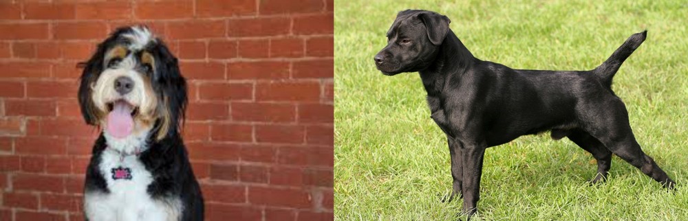 Patterdale Terrier vs Bernedoodle - Breed Comparison