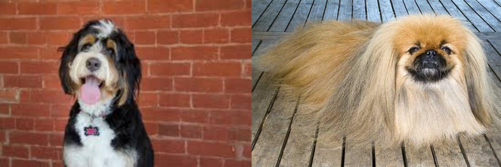 Pekingese vs Bernedoodle - Breed Comparison