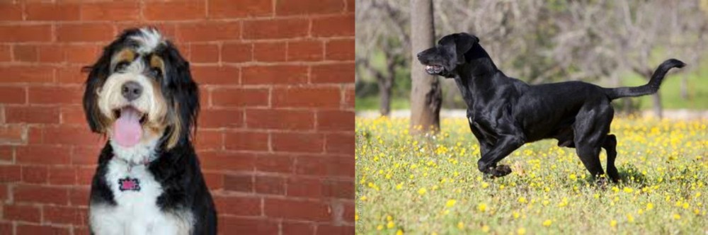 Perro de Pastor Mallorquin vs Bernedoodle - Breed Comparison