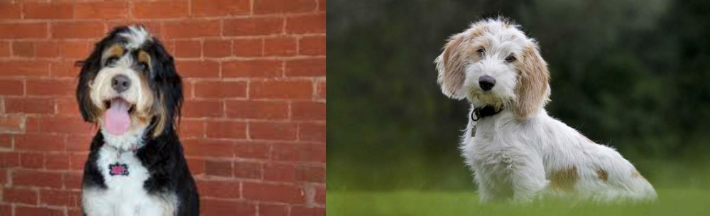 Petit Basset Griffon Vendeen vs Bernedoodle - Breed Comparison
