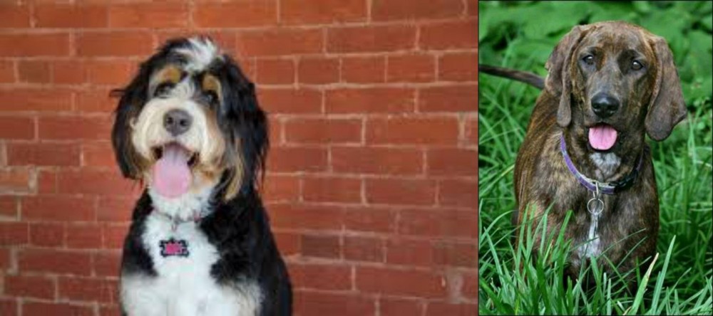 Plott Hound vs Bernedoodle - Breed Comparison