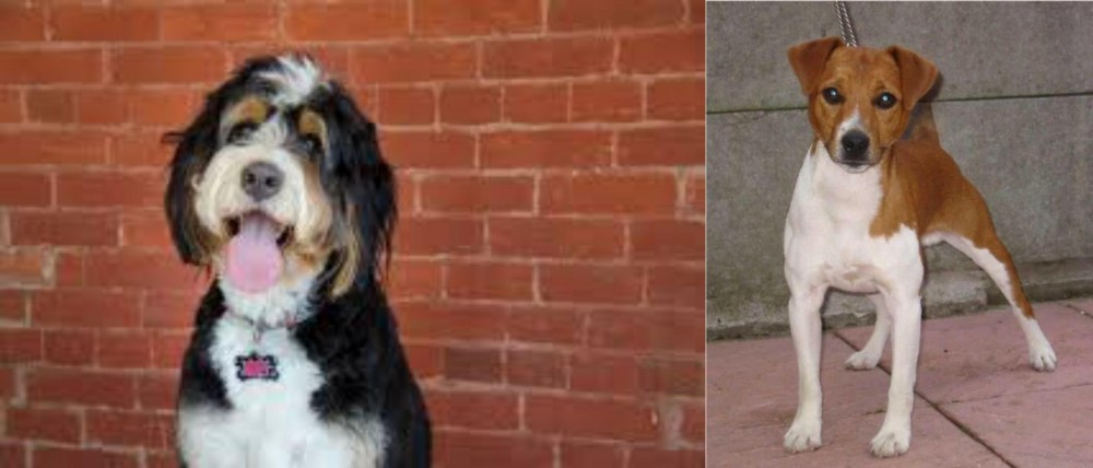 Plummer Terrier vs Bernedoodle - Breed Comparison