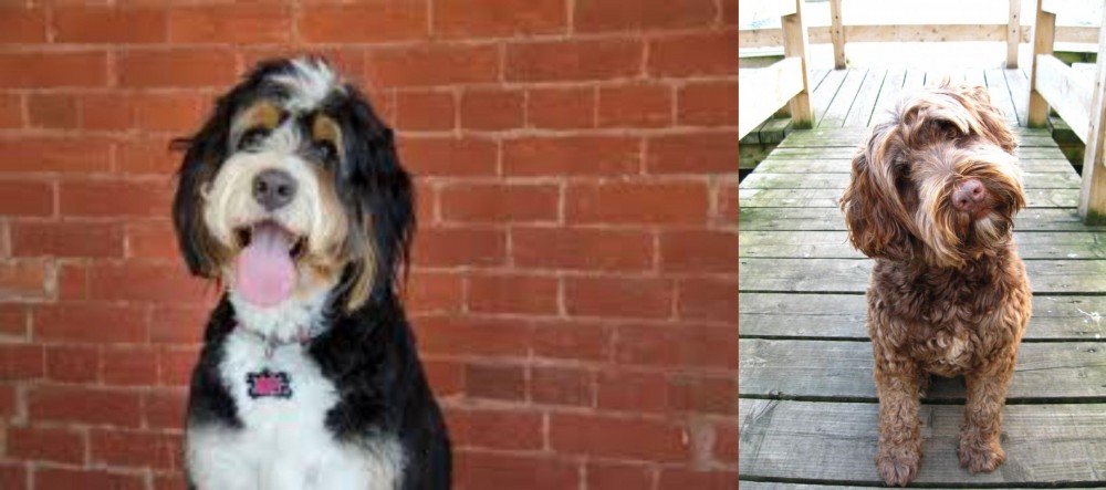 Portuguese Water Dog vs Bernedoodle - Breed Comparison