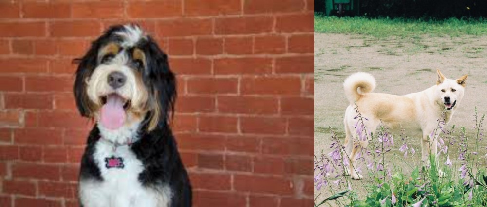Pungsan Dog vs Bernedoodle - Breed Comparison