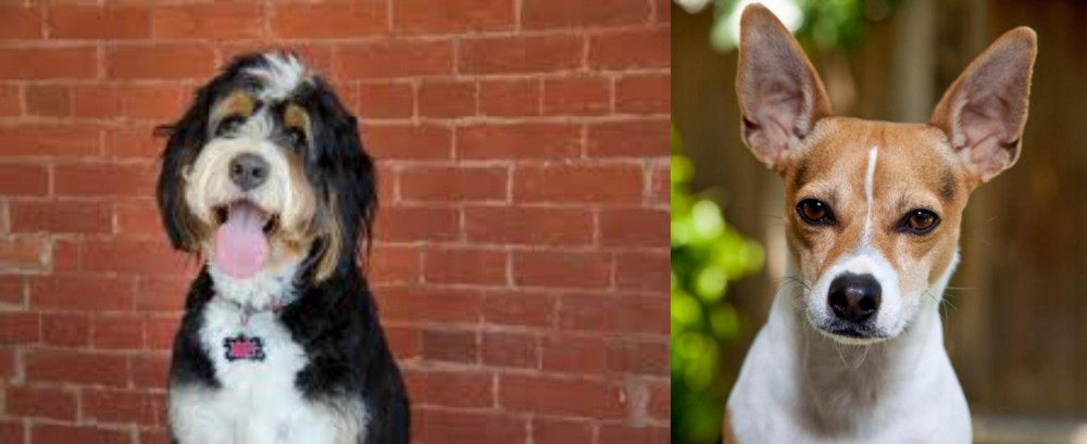 Rat Terrier vs Bernedoodle - Breed Comparison