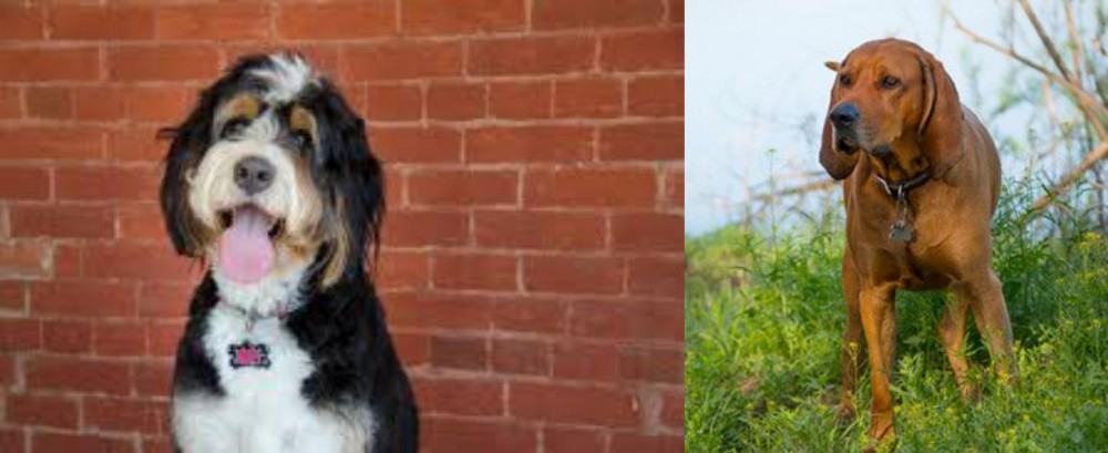 Redbone Coonhound vs Bernedoodle - Breed Comparison
