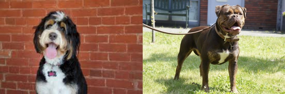 Renascence Bulldogge vs Bernedoodle - Breed Comparison