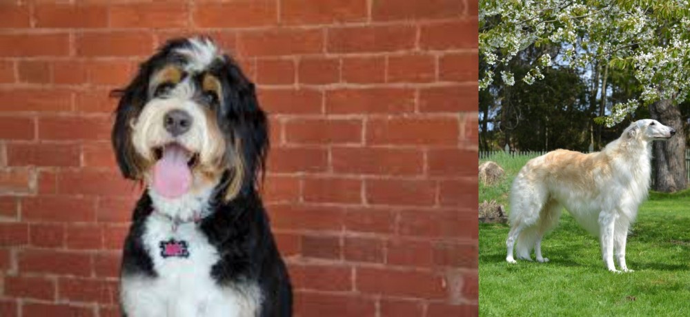 Russian Hound vs Bernedoodle - Breed Comparison
