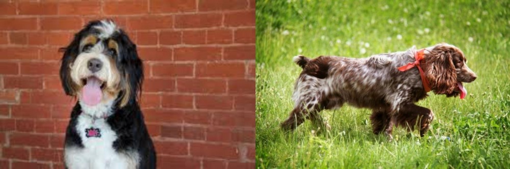Russian Spaniel vs Bernedoodle - Breed Comparison
