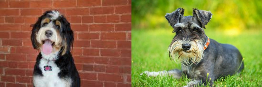 Schnauzer vs Bernedoodle - Breed Comparison
